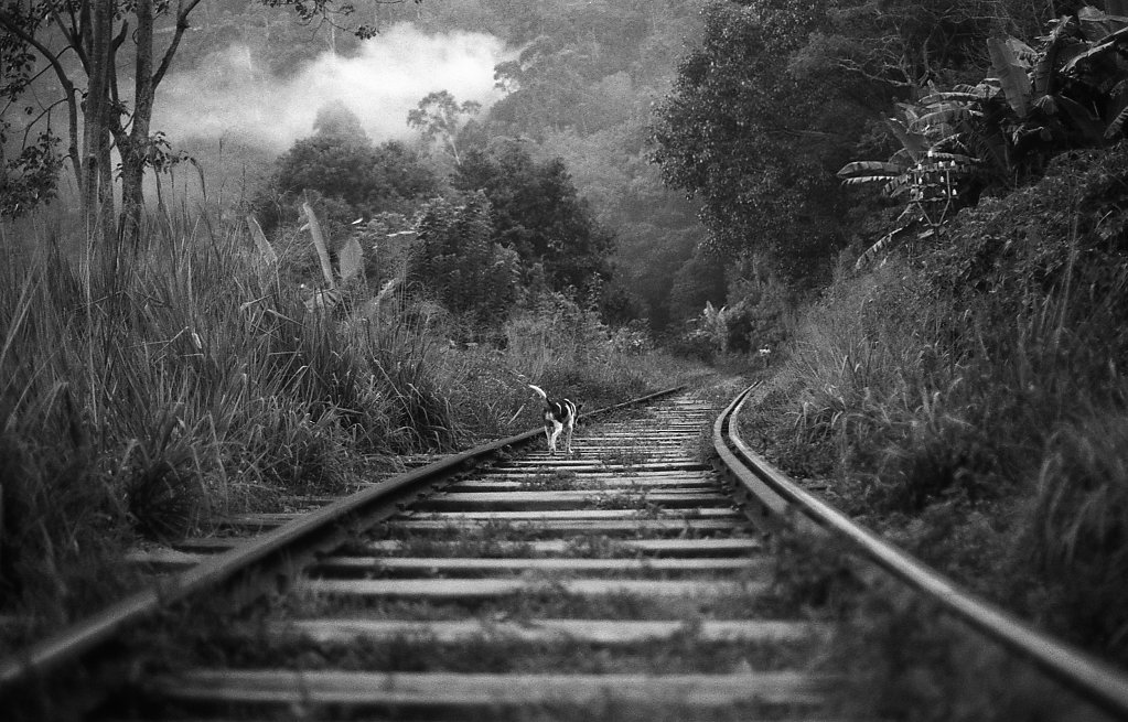 Railway of life
